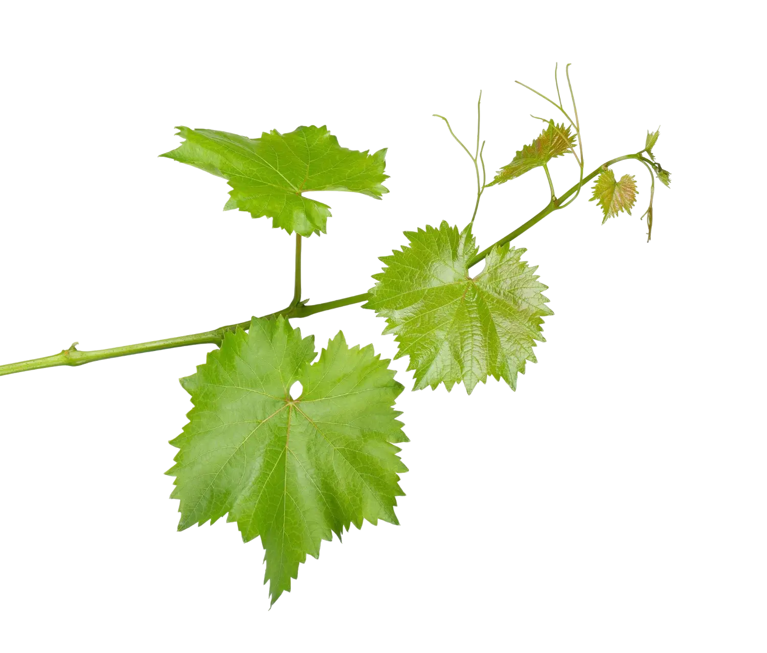 weinblatt links